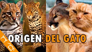 Origen Y Evolución De Los Gatos Domésticos  Mini Documental [upl. by Kral]