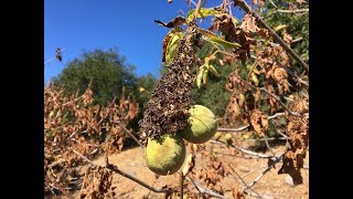 Aesculus californica California buckeye [upl. by Assir387]