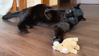 Luna the panther and rabbit 😳🐰🐆ENG SUB [upl. by Kinna]