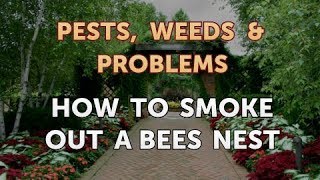 How to Smoke Out a Bees Nest [upl. by Palmer]