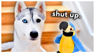 Husky Meets a TALKING Parrot Can they be friends [upl. by Rocca]