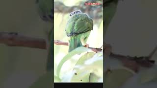 Coppersmith barbet bird Call तांबट पक्षी [upl. by Florry176]