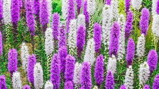 Liatris Spicata [upl. by Tarrsus]