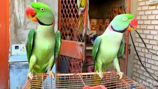 Alexander Talking Parrots amp Ringnick Talking Parrots Natural Sounds Compilation video parrot [upl. by Pooley]