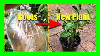 Unique Method To Grow Camellia In Water  Camellia Propagation By Layering In Water [upl. by Notsa]