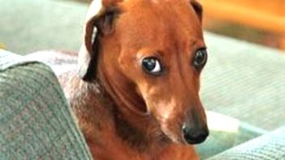 Funny Guilty Dog Videos Compilation 2016 BEST OF [upl. by Florian]