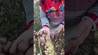 Walnut Fruit trending viralvideo minivlog fruit walnut shortvideo vlogs [upl. by Zoara]