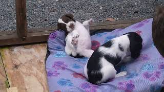 Springer Spaniel Puppies at six and half weeks [upl. by Nitneuq813]