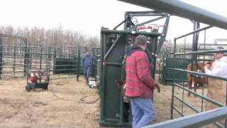 HiHog Hydraulic Cattle Squeeze Chute [upl. by Ayeki]