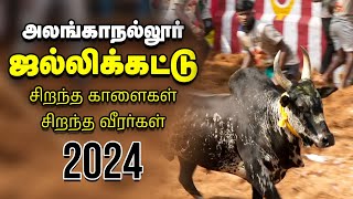 Jallikattu 2024 அலங்காநல்லூர் ஜல்லிக்கட்டு களத்தில் மல்லுக்கட்டும் காளையர்  Vikatan [upl. by Desirae629]