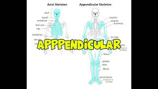 Axial Skeleton vs Appendicular Skeleton [upl. by Elianora]