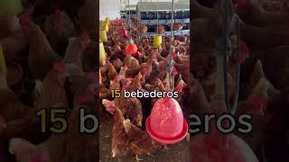 ¡1000 GALLINAS PONEDORAS ¿Qué necesitas [upl. by Nerrag]