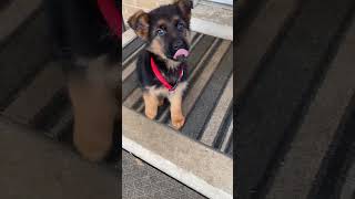 Sweetest German Shepherd puppy being adorable [upl. by Twyla]