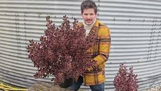 Ideal container plant Coprosma Eclipse [upl. by Adnana]