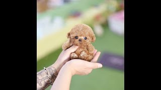 True Toy Poodle Teacup Dog [upl. by Elyr]