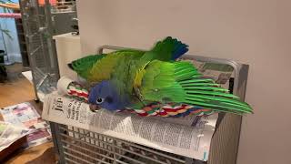 Kobe the Blue Headed Pionus and the Hair Dryer [upl. by Silin]