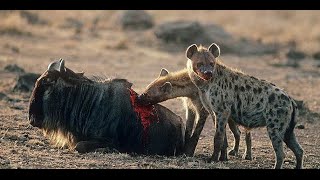 Hyena attack buffalo [upl. by Aserret824]