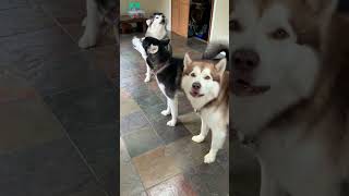 123Howling Song dogshowling alaskanmalamutes malamutelovers o [upl. by Georgetta43]