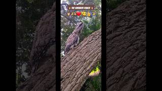 owl rescue release survivor Aussie FrogMouth Owl Nightjar🦉🫡👍🫶🩵🙏 [upl. by Otilegna]