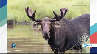 Minnesotas Moose Population [upl. by Neilla]