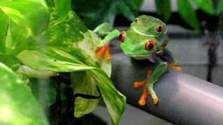 Agalychnis callidryas en chambre de pluie  amplexus et recherche du site de ponte [upl. by Ehcram]