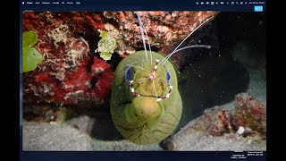 Moray eel and cleaner shrimps [upl. by Landau]