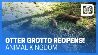 Otter Grotto Now Open at Animal Kingdom [upl. by Htesil]