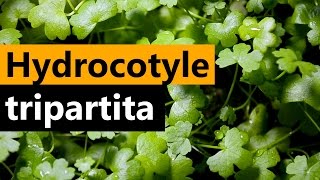 Hydrocotyle tripartita planting Emersed Aquarium plant [upl. by Guevara]