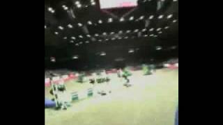 Olympia Horse Show 2006 riders eye view [upl. by Thurlough818]