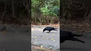 道を歩くカラス🐦‍⬛さんに朝のあいさつ〜カラスと友達になりたい〜オヨちゃんじゃなかった〜ハシボソガラスさん [upl. by Tellford233]