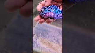 reels parrotfish trending aquarium delhi [upl. by Naesal]