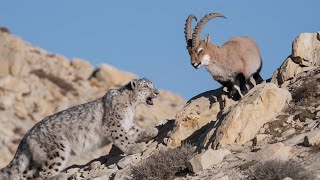 Mira Cómo el Leopardo de las Nieves y La Cabra se miran [upl. by Schoening]