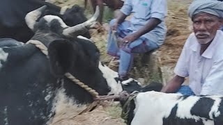 Karimangalam market Dharmapuri district Biggest cow market [upl. by Niwri]