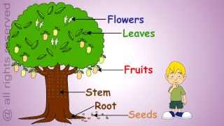 Uses of Plants Learn About Plants [upl. by Nwahsd]