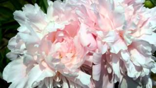 Sissons Peony Gardens [upl. by Iams]