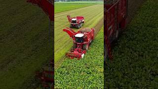 Vervaet Agrifac 😎😎 agriculture farming tractor landwirtschaft agro FlyingPixelsPhotography [upl. by Solokin]