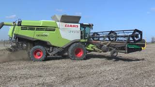 Claas Lexion 770 with Geringhoff Truflex Razor Air harvesting Soybean in Hungary [upl. by Ludie351]