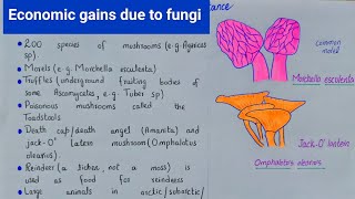 Economic gains due to fungi  Commercial Importance of fungi  class 11 [upl. by Tavia56]