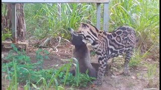 Ocelot vs Coati  Osa Conservation [upl. by Pammy987]