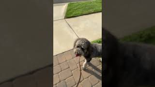 Ellie Golden Doodle Indecisive warm but still knows how to be cool A park trip on a warm day [upl. by Landsman]