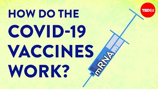 How the COVID19 vaccines were created so quickly  Kaitlyn Sadtler and Elizabeth Wayne [upl. by Enirbas]