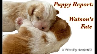 Puppy Report Watsons Fate [upl. by Dnumde558]