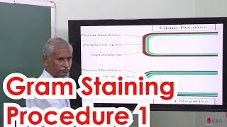 23Botany  The living world  Gram staining procedure 1 [upl. by Landahl29]