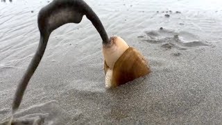 Amazing Catching Monster Razor Clams  Fastest Skills Catch Giant Geoduck [upl. by Etnovahs]