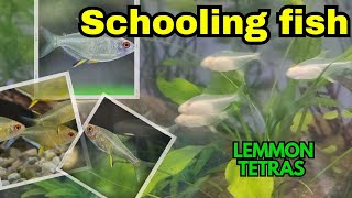 Added new fish for my planted tank 😍 schoolingfish 🐟tetras tetrafish [upl. by Durwin]