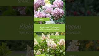 Picking the RightSized Hydrangea [upl. by Powers]