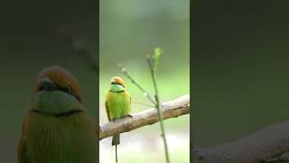 Asian green beeeater Bird birds birdsounds birdspecies nature birdsmusic [upl. by Ertemed]