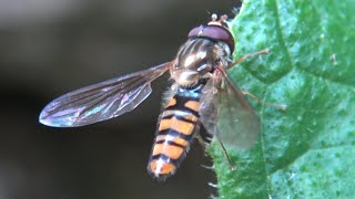 Mosca cernídora Episyrphus balteatus [upl. by Olpe292]