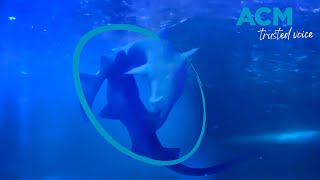 Love bites rare shark romance caught on camera [upl. by Caplan]