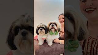 Happy Raksha Bandhan Everyone rakhi rakshabandhan rakhispecial dog ozzutheshihtzu [upl. by Luht431]